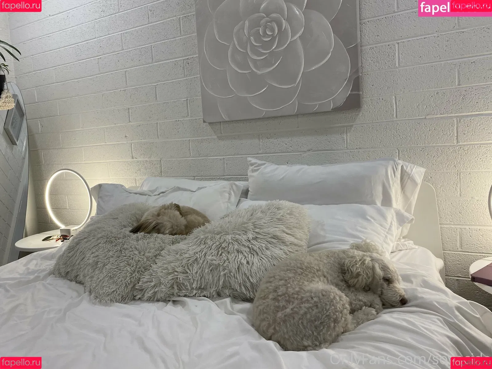 Soyacide Onlyfans Photo Gallery 